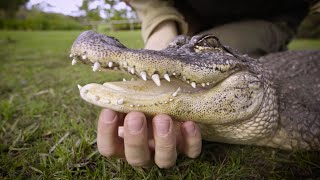 Alligator Loves Chin Rubs From Zookeeper