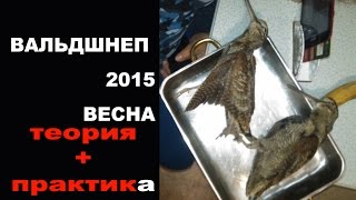 Весна охота на вальдшнепа. Теория и практика в лесу 2017
