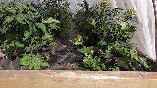 Пленка СВЕТЛИЦА™ ГРУНТ прошла первые испытания на отлично! Томаты уже две недели без полива на жаре!