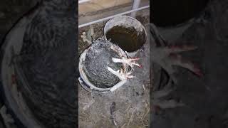 Казнь петуха