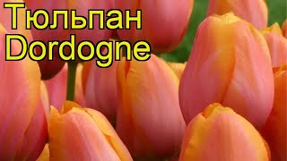 Тюльпан триумф Дордон. Краткий обзор, описание характеристик, где купить луковицы Dordogne