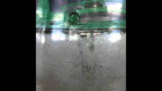 Giant Ant Farm