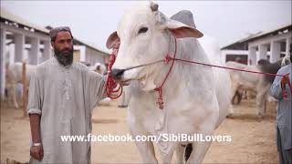 BIGGEST SIBI BHAGNARI BREED IN PAKISTAN