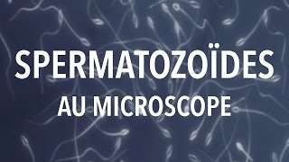 DES SPERMATOZOÏDES AU MICROSCOPE ! #LME01