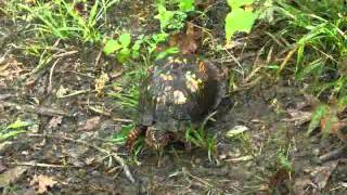 Indiana's Adventure Hiking Trail
