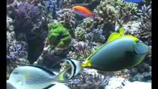 6 metres reef tank Aquarium recifal