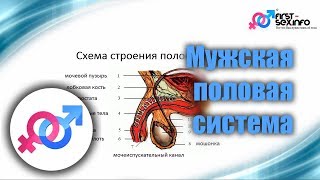 Урок №8. "Мужская половая система. Строение и особенности"