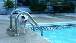 AC the Jack Russell's lazy Daze in the Pool