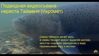 Таймень мечет икру - икромет / Рыбалка / Охота / Подводная съемка