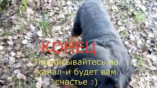 Ротвейлер Пуська прыгает через хозяина. Rottweiler jumping over the host.воспитание и дрессировка
