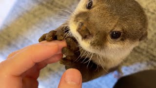 初めて赤ちゃんを見たカワウソの反応が今まで一番やば過ぎた Otter's reaction to seeing baby for the first time