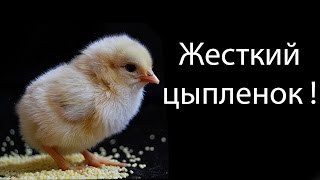 Жесткий цыпленок !