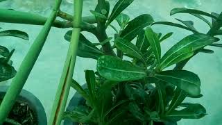 736 -Adenium के mature बीज़ों की देखभाल और चुनना /Steps for care of mature Adenium Seeds (Hindi)1/6/