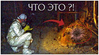 Кто ЖИВЁТ под ЧЕРНОБЫЛЬСКИМ саркофагом ?