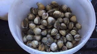 Recette de Palourdes et de Coques