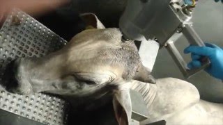 بی هوشی قبل از ذبح در برزیل Sistema de Atordoamento realizado antes do Abate Halal no Brasil
