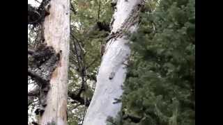 Red squirrel mating chase with buzz call