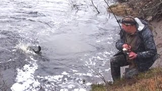 Чем питается кумжа... и Что питается кумжей...