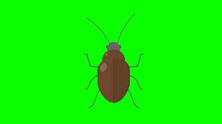 Cockroach/таракан: футаж на хромакее