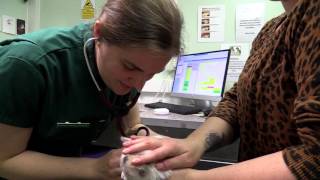 Vets – Isle Veterinary Group Ltd