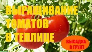 Выращивание томатов ( высадка в грунт)