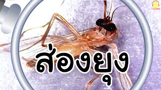 ส่องยุง | ส่องกล้องจุลทรรศน์สนุกๆ