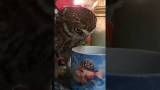 Совёнок Лучик: это что? Вода со дна морского? #shorts