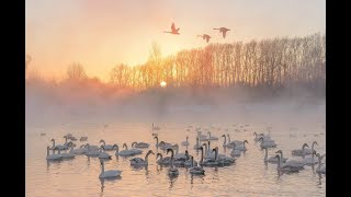 ? ХуДоЖнИкИ | Краткий обзор картины | Лебединое озеро | Живопись для спонсоров | Александр Григорьев