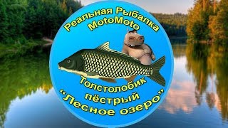 Как поймать Пёстрого толстолобика на Лесном озере | Реальная Рыбалка