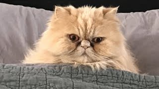 This woman's allergic to her cat. And they are best friends.
