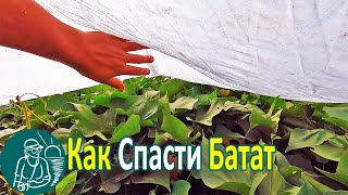 ???? Какие морозы батат выдержал под спанбондом Выращивание батата Опыт Гордеевых