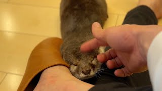 カワウソの食事前の体重と食事後の体重を測ってみた！ I weighed the otter before and after his meal!