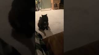 young black pussy obliterated by tiny teen