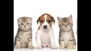 Милые собачки и котята. Cute dogs and kittens.