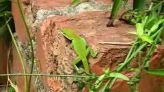 Anole Alley, episode 4: A Hunting We Shall Go!