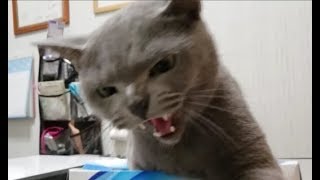 他のオスのニオイが付いた手で触ったら「シャー！」ってガチギレするティッシュ潰し妖怪