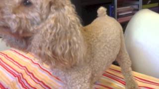 Statua ultrarealistica di barboncino nano - Homemade embalmed poodle -