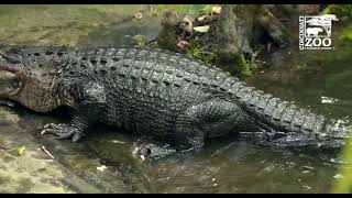Happy World Crocodilian Day - Cincinnati Zoo