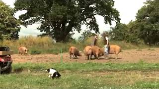 Tamworth Pigs