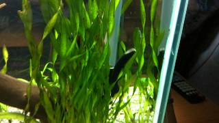 Apteronotus albifrons