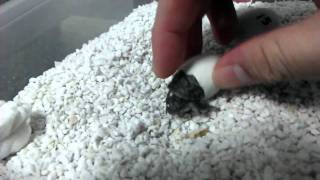 Chinese Striped Neck turtle hatching process -12th Jan 2012
