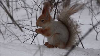 Про двух незнакомых белок / About two unfamiliar squirrels
