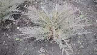 Садовый центр Агро24 | Можжевельник казацкий Tamariscifolia