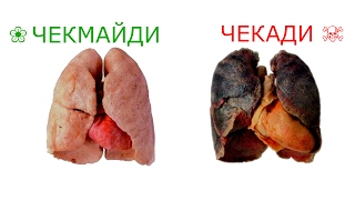 ЧЕКИШНИНГ ЯНГИ ХАВФИ / ЧЕКИШ ХАКИДА / CHEKISH HAQIDA