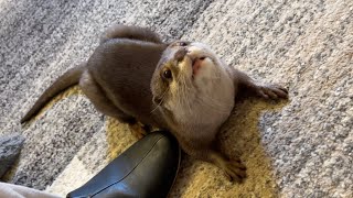 違う名前で呼ばれるとカワウソはどんな反応をするのか？？ How do otters react when called by different names?