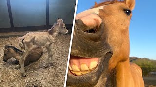 Orphaned horse is unrecognizable now