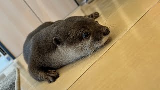 足フェチカワウソからストーカー被害を受けています I am being stalked by an otter with a foot fetish.