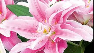 Lilies Pictures Compilation| Picture Of Lilies Best