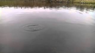 Китайская копия OSP Bent Minnow с AliExpress, испытания на воде