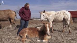 Saving horses from the kill lot, one at a time
